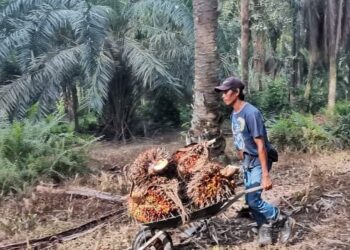 PENGELUARAN minyak sawit negara dijangka menurun menjelang Tahun 2024 disebabkan ramalan El-Nino yang tinggi berlaku pada pertengahan tahun ini.