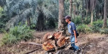 PENGELUARAN minyak sawit negara dijangka menurun menjelang Tahun 2024 disebabkan ramalan El-Nino yang tinggi berlaku pada pertengahan tahun ini.