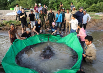 PARA saintis memeriksa ikan pari terbesar dunia yang ditangkap seorang nelayan di Sungai Mekong, Kemboja. - AGENSI