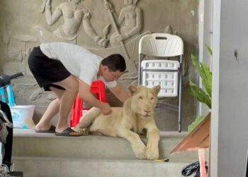 PIHAK berkuasa Kemboja merampas seekor singa yang dipelihara secara haram.  - KERAJAAN KEMBOJA