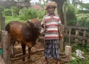 MOHD. Razali Jusoh bersama lembu peliharaannya yang tidak jadi dijual gara-gara pelanggan terkeliru dengan SOP berkaitan ibadat korban di negeri ini. - UTUSAN/ROHANA MOHD. NAWI