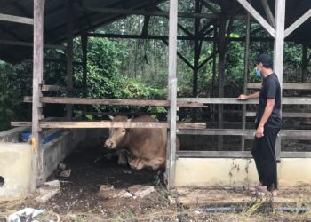 SEORANG penduduk, Shahrul Izham melihat lembu sado yang menanduk seorang lelaki di ladang ternakan lembu di Kampung Chakadong, Bukit Tembaga, Pokok Sena, Alor Setar, Kedah, semalam. - UTUSAN/NUR ANATI JUHARI