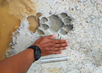 KESAN bekas tapak kaki harimau yang ditemukan di Kampung Sungai Bari, Setiu, Terengganu, hari ini.