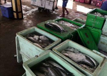 IKAN tenggiri yang dirampas bernilai RM8,000 di pelantar Maqis Kuala Perlis, Perlis.