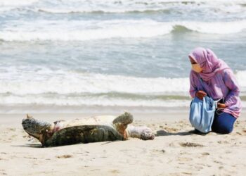 HAIWAN marin berdepan risiko kepupusan angkara sikap manusia yang tidak bertanggungjawab dan mengabaikan kelestarian alam sekitar. 
– UTUSAN/PUQTRA HAIRRY