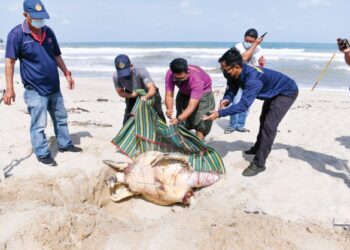 Kakitangan Jabatan Perikanan Negeri Terengganu memeriksa bangkai penyu agar yang ditemukan di Pantai Batu Buruk, Terengganu, semalam. - UTUSAN/PUQTRA HAIRY ROSLY