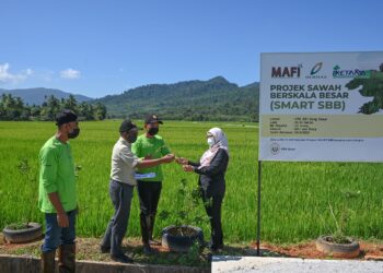 SMART SBB merupakan inisiatif kerajaan untuk meningkatkan hasil pendapatan pesawah dengan menyelaras sistem pengurusan ladang secara berkelompok bagi mencapai skala ekonomi. – UTUSAN/PUQTRA HAIRRY