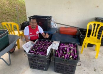 MOHD. KAMIL HAKIM Rozali bersama terung panjang yang baharu dipetik untuk dipasarkan secara borong kepada peniaga pasar bandar di Jerantut, Pahang.- UTUSAN/HARIS FADILAH AHMAD
