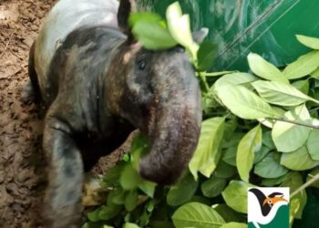 TAPIR betina yang berjaya diselamatkan pihak Perhilitan di Kuala Lumpur baru-baru ini. – IHSAN PERHILITAN