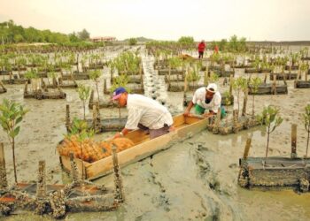 Teknik Comp-Mat untuk penanaman pokok paya laut yang dijalankan di Sungai Haji Dorani, Sungai Besar, Selangor.