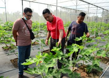 AHMAD Shahrin Ismail (tengah) menunjukkan pokok buah tin yang ditanamnya di Sungai Soi, Kuantan, Pahang.