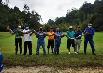 ULAR sawa batik yang ditangkap anggota APM di sebuah padang golf di Meru Raya, Ipoh, Perak, hari ini. - IHSAN APM