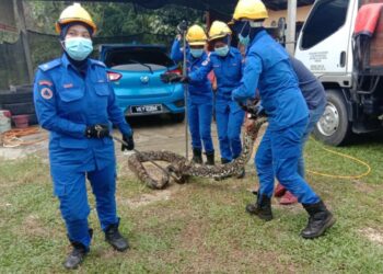 ANGGOTA APM menangkap ular sawa batik seberat 80 kilogram yang ditemukan di bawah rumah bersebelahan premis mencuci kereta di Kampung Jerangau Sungai di Bukit Besi, Dungun, Terengganu. - IHSAN APM DUNGUN
