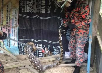 ULAR sawa sepanjang lima meter ditangkap anggota bomba di Kampung Teluk Penchu Kundang Ulu, Tangkak, Johor.