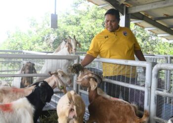 DR. Shokri Jusoh memberikan silaj kepada ternakan kambing di Unit Ruminan, Ladang 15 UPM, Serdang