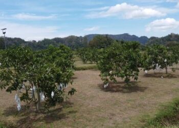 Di Perlis, harum manis seolah-olah sudah menjadi tanaman wajib sama ada berskala besar atau ditanam sepohon dua di laman rumah. – Utusan/Mohd. Hafiz Abd. Mutalib