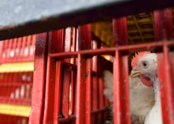 KEKURANGAN bekalan dan kenaikan harga ayam menjadi tumpuan awam dan ia mula dirasai oleh pengguna di negara ini. – UTUSAN/FAISOL MUSTAFA