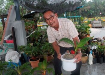 HASSAN Mohd. Yunos bersama sebahagian pokok bonsai kelapa yang tumbuh segar sejak ditanam setahun lalu di pekarangan rumahnya di Taman Semerah Indah, Kampung Parit Semerah di Pontian, Johor. – UTUSAN/MUHAMMAD ZIKRI