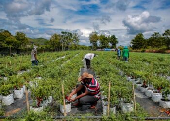 Penanan sayur teknologi fertigasi berdepan dengan isu kenaikan harga baja kimia-GAMBAR HIASAN