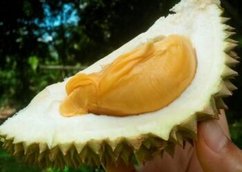 Baucar diskaun sehingga 50 peratus ditawarkan sempena Durian e-Fiesta anjuran FAMA dan Shopee dari 10 hingga 31 Julai ini. - GAMBAR HIASAN/FARAHWAHIDA AHMAD