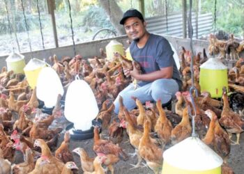 MOHD. Nur Adzwan Mahamad bersama ternakan ayam kampung di rumahnya di Kampung Parit Baru, Ayer Baloi, di Pontian, Johor. – UTUSAN/MUHAMMAD ZIKRI.