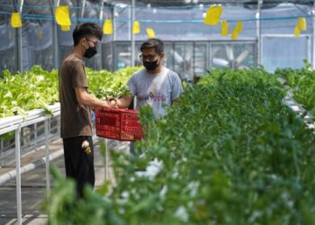 MELALUI  pelan komprehensif yang baik akan merancakkan pengeluaran makanan tempatan, menjamin keselamatan makanan, mengurangkan pelepasan gas rumah hijau sekali gus memperlahan kesan pemanasan global.