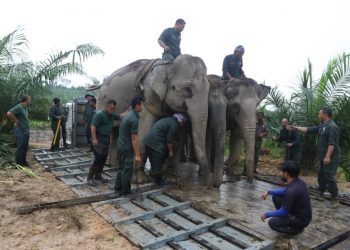 BEBERAPA anggota Perhilitan memindahkan dua dari tiga ekor gajah liar yang ditangkap di Felda Pasak, Kota Tinggi, Johor ke Taman Negara Endau Rompin. – Ihsan Perhilitan Johor