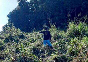 AQIM Marzuki menunjukkan tanaman di ladang miliknya yang dirosakkan sekumpulan gajah liar di Batu 14, Jalan Mersing di Kluang, Johor. -UTUSAN/NUR NABILAH RAHMAT