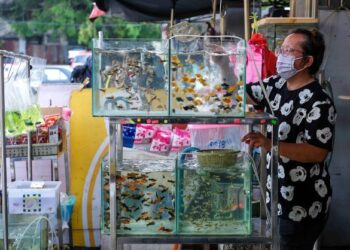 SEORANG peniaga membersihkan akuarium berisi ikan hiasan yang dijual di kedainya dalam tinjauan peniaga ikan hiasan di Jalan Pasar, Pudu di sini, hari ini.-UTUSAN/ MUHAMAD IQBAL ROSLI