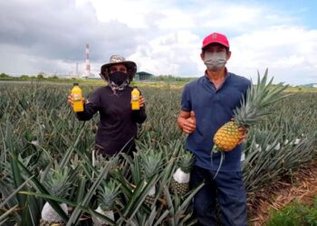ROSLEE Ismail (kiri) dan adiknya, Rosnah menunjukan nanas yang dituai di kebun mereka seluas 40 ekar yang diusahakan di TKPM Kampung Lepau, Pengerang di Kota Tinggi, Johor. -UTUSAN/MASTURAH SURADI