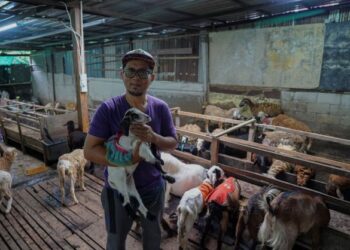 AZROY Abdul Manaf menunjukkan seekor anak kambing yang diberi nama Zuhaily yang terkenal dalam kalangan pengikutnya di media sosial ketika ditemubual di Kandang Temasik Agro Batu 9, Kampung Sungai Salak Tambahan, Gombak, Selangor, semalam. - FOTO/FARIZ RUSADIO