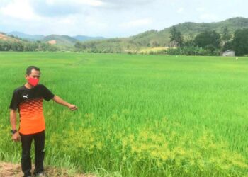 MOHAMMAD Nazrin Zainon menunjukkan kawasan sawah padi yang diusahakan penduduk di Kampung Baru, Kuala Nerang, Padang Terap, Kedah.