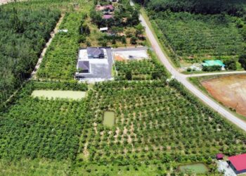 Pekebun di Kedah kini menanam ketum secara meluas di Kampung Chang Deng, Naka, Padang Terap dan penduduk sanggup menukar pokok getah kepada ketum berikutan hasil yang lumayan. – uUTUSAN/SHAHIR NOORDIN