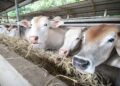 Penggunaan PKC mengurangkan kos makanan serta meningkatkan kandungan protein susu tanpa menjejaskan hasil susu. - GAMBAR HIASAN