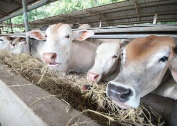 Negara memerlukan kira-kira 1.8 juta ekor lembu bagi mencapai 50 peratus tahap sara diri (SSR) menjelang 2030.