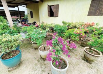 SEBAHAGIAN koleksi bunga kertas menyeri laman rumah Mashazini Sidek di Kampung Air Tawar, Semerak, Pasir Puteh, Kelantan.