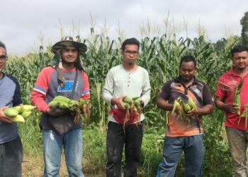 MAT IZAM MAT HUSSIN (kiri) menunjukkan jagung manis yang ditanam bersama penduduk Kampung Kuala Balah, Jeli di Kelantan.