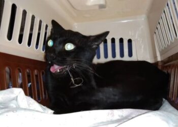 KUCING jalanan yang tercucuk mata kail pada pipinya diselamatkan seorang wanita di muka Kuala Tanjung, Kuala Terengganu, semalam.