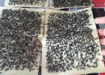 Isu lalat yang membimbangkan  kira-kira 2,000 penduduk