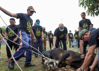 MOHAMMAD Hamdan Wahid (tengah) turut serta bersama warga bomba menumbangkan lembu pada Program Ibadah Korban KPKT Bersama Warga Bomba 1443H/ 2022M di Balai Bomba dan Penyelamat Presint 14, Putrajaya. - UTUSAN/FAISOL MUSTAFA