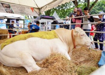 Lembu sado baka Charolais seberat 900 kilogram yang dipamerkan di Laman Ternakan pada Pameran Pertanian Hortikultur dan Agropelancongan Malaysia (MAHA) 2022.  – MINGGUAN/FARIZ RUSADIO
