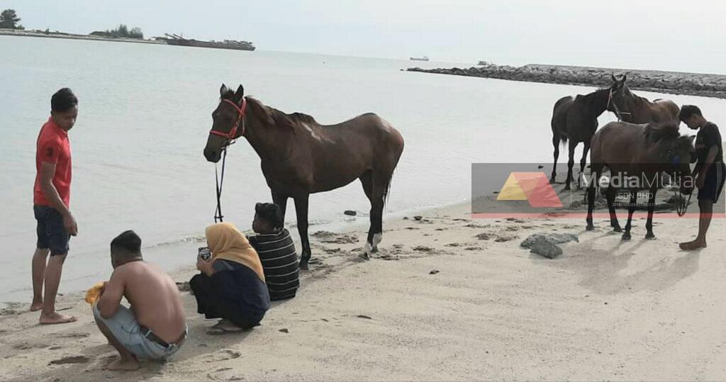 Bawa kuda mandi laut sempena PKP Bawa kuda mandi laut sempena PKP
