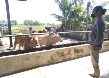 AZIZI Mustafa runsing memikirkan nasib haiwan ternakan yang dibelinya untuk Hari Raya Aidiladha apabila tiada kata putus daripada pihak berwajib tentang pelaksanaan ibadah itu di Melaka. – UTUSAN/HADI
 AB. MANAP