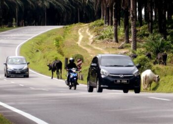 BEBERAPA ekor lembu yang dibiarkan berkeliaran di jalan raya mencari makanan mengundang bahaya kepada  pengguna jalan raya di Jalan Merlimau-Jasin Melaka .- UTUSAN/ RASUL AZLI SAMAD.