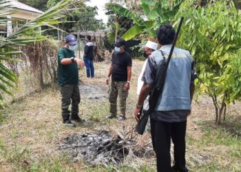 ANGGOTA Perhilitan bersenjatakan senapang patah menghapuskan babi hutan yang mengganggu penduduk di Kampung Kelongkong, Tanjung Kling, Melaka. - UTUSAN/AMRAN MULUP