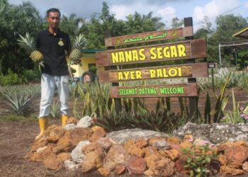 YAZID Rasmin berada di lokasi kiosk jualan buah nanas MD2 yang diusahanya di Kampung Parit Panjang, Ayer Baloi, Pontian, Johor. - UTUSAN/MUHAMMAD ZIKRI