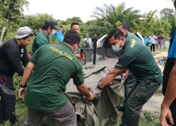 KAKITANGAN Jabatan Perhilitan Negeri Sembilan mengalihkan seekor harimau kumbang yang memasuki jerat di Kampung Tengah, Kuala Pilah hari ini.-UTUSAN/NOR AINNA HAMZAH.