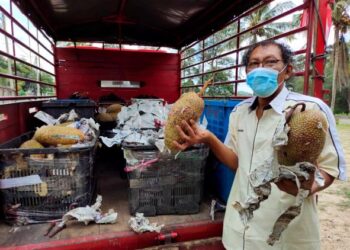 SARIPUDDIN Abdullah menunjukkan buah cempedak yang sudah pun dibeli oleh pemborong buah-buahan ketika ditemui di Kampung Teriang, Jelebu baru-baru ini.-UTUSAN/NOR AINNA HAMZAH