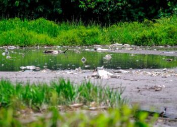 Keadaan sebatang sungai di Kampung Batang Benar yang dicemari sampah dan bangkai haiwan.