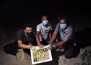 RANI Awang (dua dari kiri) membantu anggota Jabatan Perikanan negeri mencari telur penyu di Pantai Batu Buruk, Kuala Terengganu, semalam. – UTUSAN/PUQTRA HAIRRY ROSLI